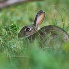 Bald ist Ostern