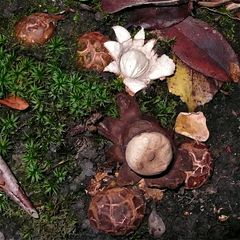 Bald ist Weihnachten - der zweite Stern ist aufgegangen . . . Rötender Erdstern (Geastrum rufescens)