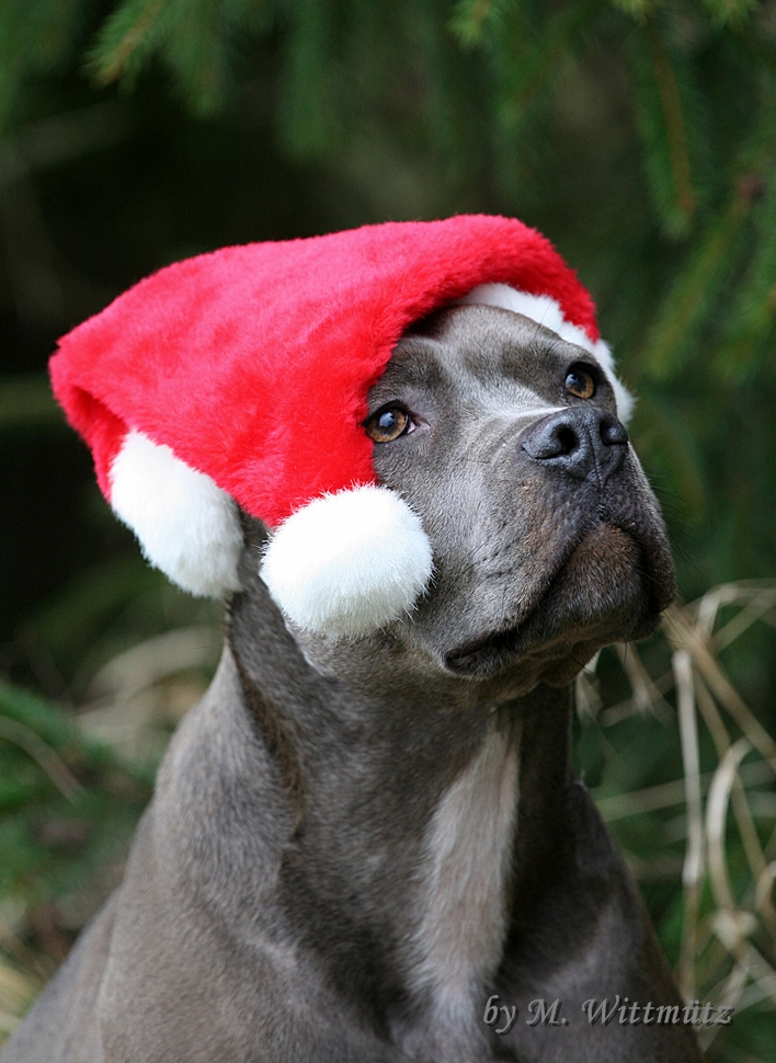 Bald ist Weihnachten...