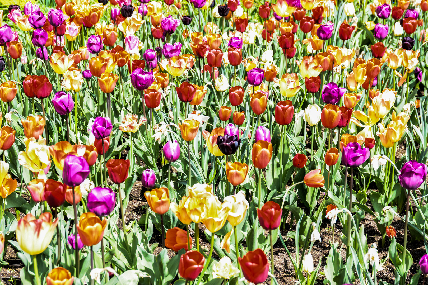 Bald ist wieder Frühling!