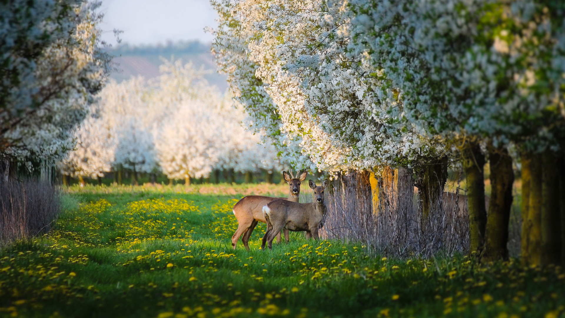 Bald ist wieder Frühling.......... 