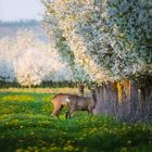 Bald ist wieder Frühling.......... 