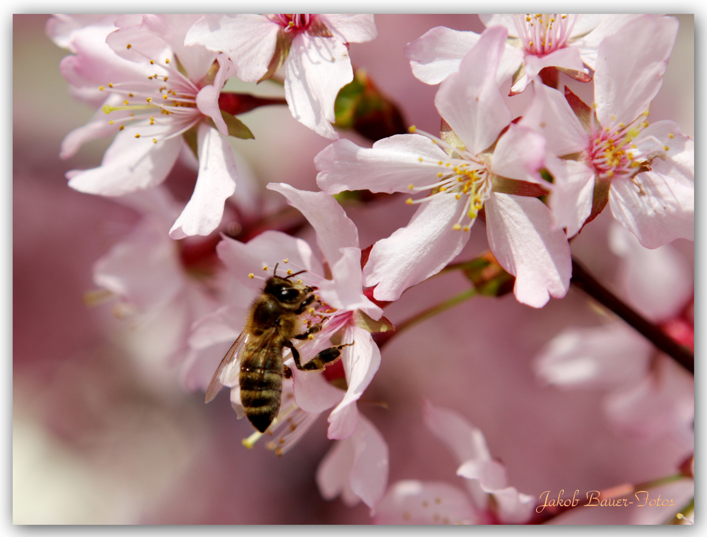 Bald ist wieder Frühling.