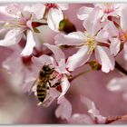 Bald ist wieder Frühling.