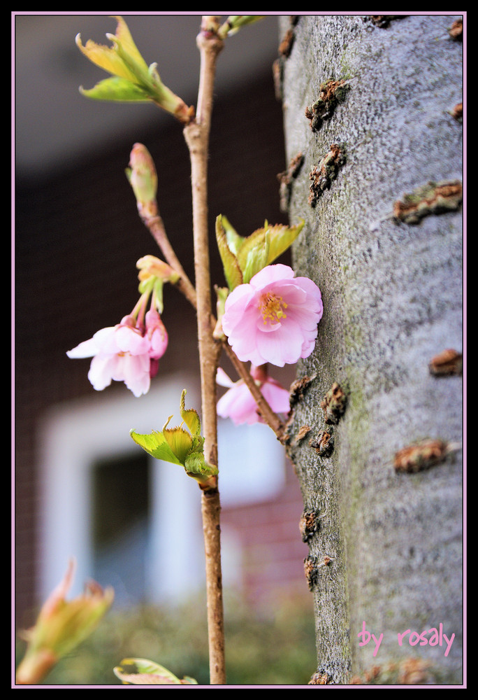 bald ist wieder FRÜHLING