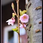 bald ist wieder FRÜHLING