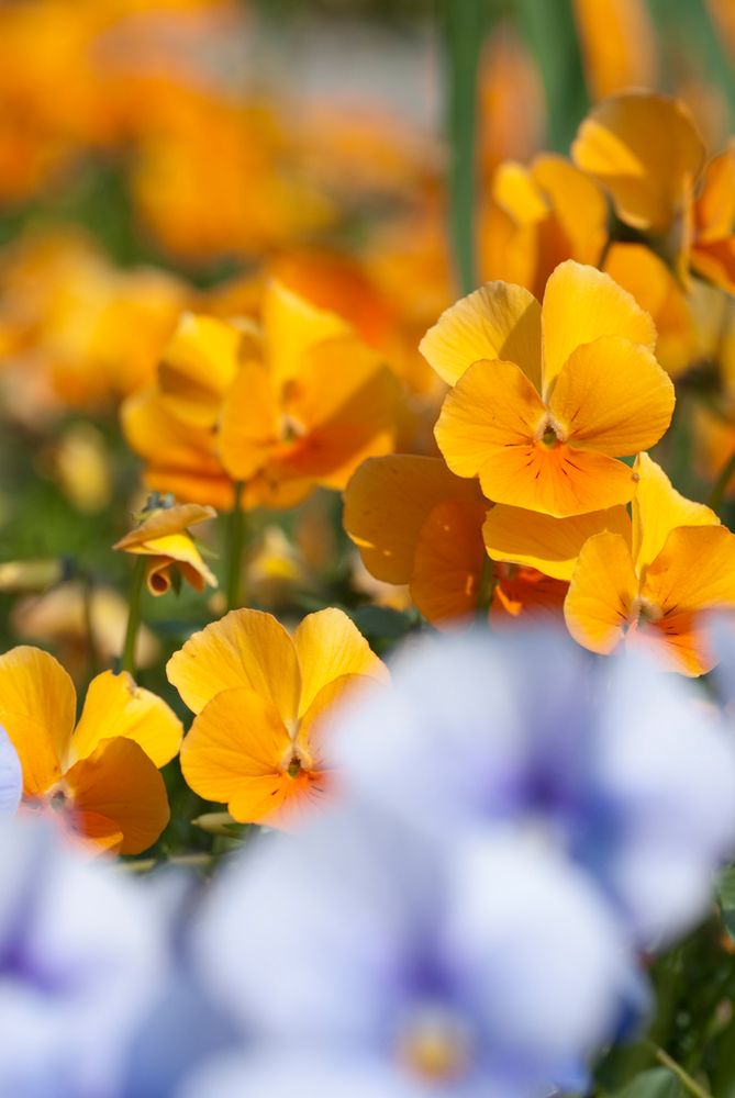 Bald ist wieder Frühling