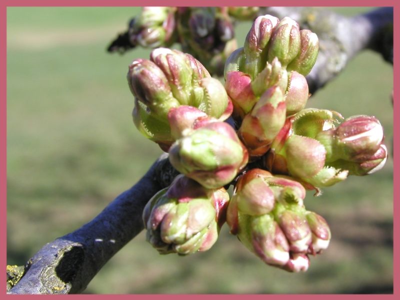 Bald ist´s soweit (Kirschblüten)