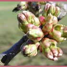 Bald ist´s soweit (Kirschblüten)