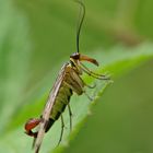 Bald ists wieder soweit - Skorpionfliege