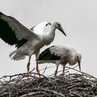 Bald kann er fliegen ...