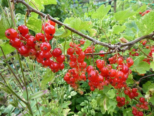 Bald kann geerntet werden