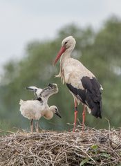 Bald kann ich auch fliegen!