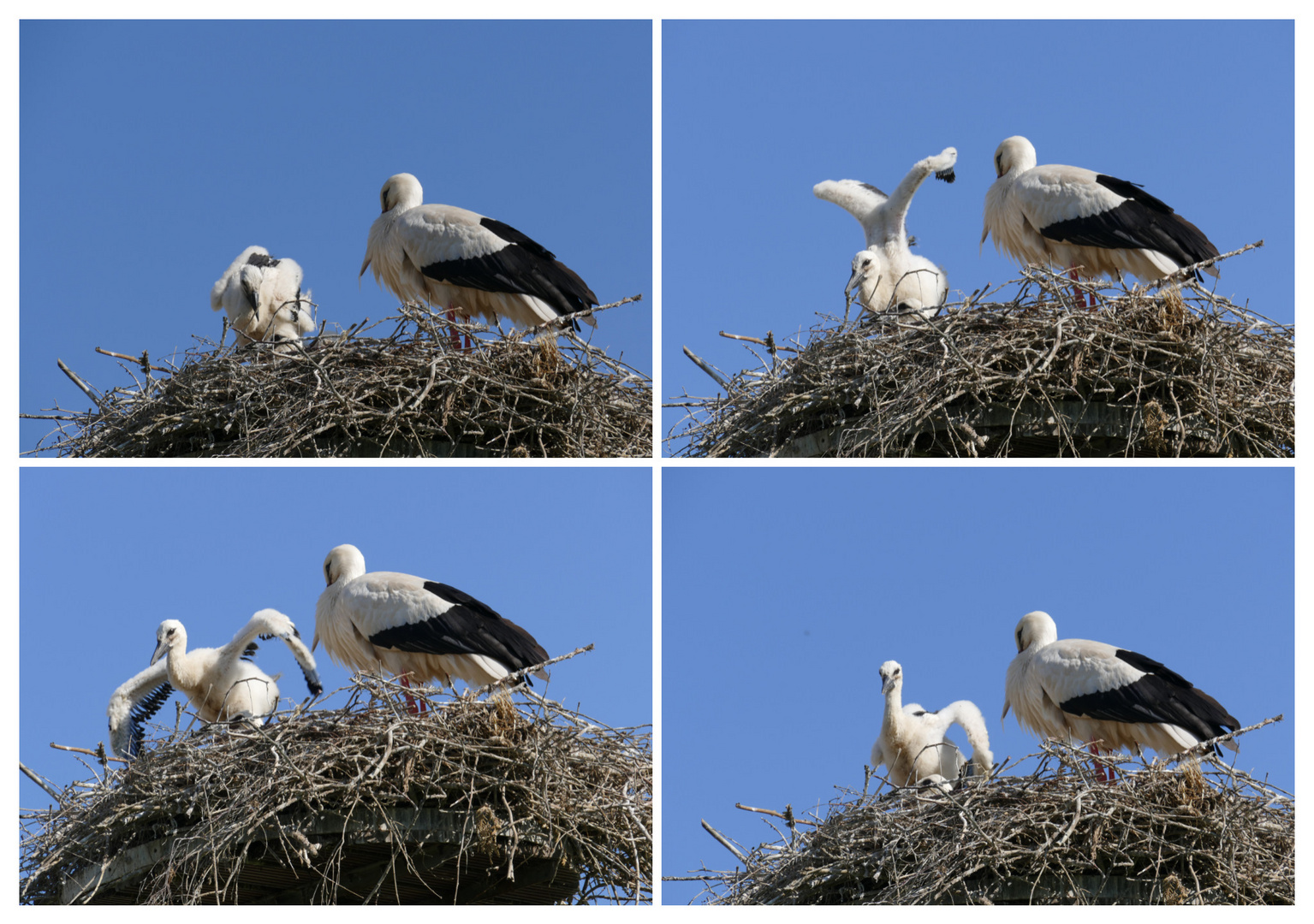 bald kann ich fliegen wie Papa