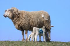 Bald kein Schaf mehr am Rantum Becken??