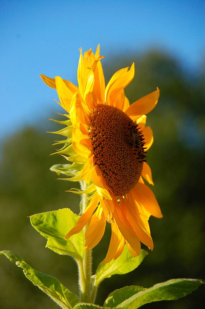 Bald kommt auch der Sommer wieder