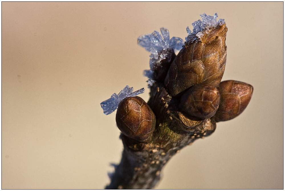 Bald kommt der Frühling