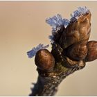 Bald kommt der Frühling