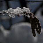 Bald kommt der Frühling (2) . . .