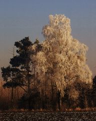 ...bald kommt der Frühling...