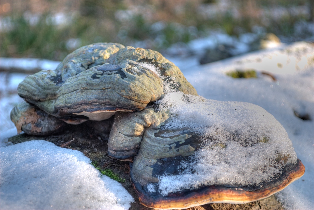 Bald kommt der Frühling