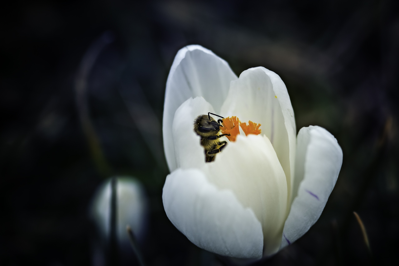 Bald kommt der Frühling