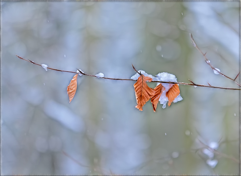 bald kommt der frühling ...