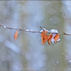 bald kommt der frühling ...