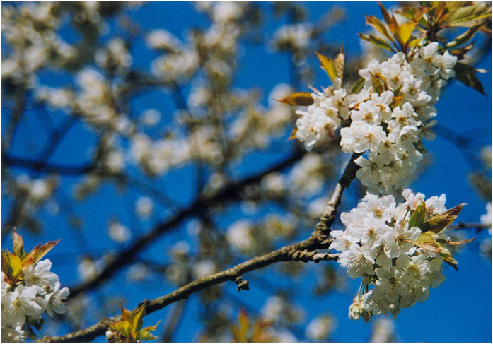 Bald kommt der Frühling