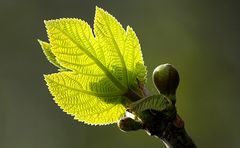 Bald kommt der Frühling....