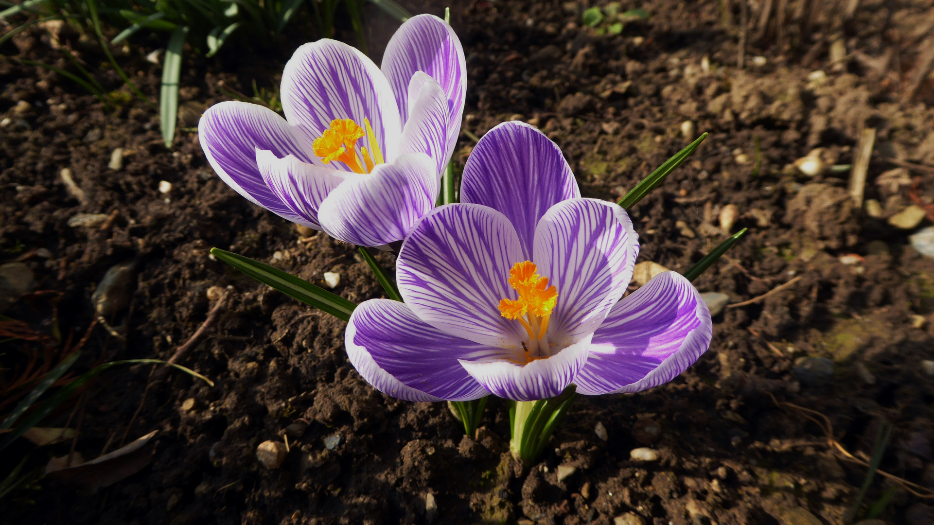 Bald kommt der Frühling