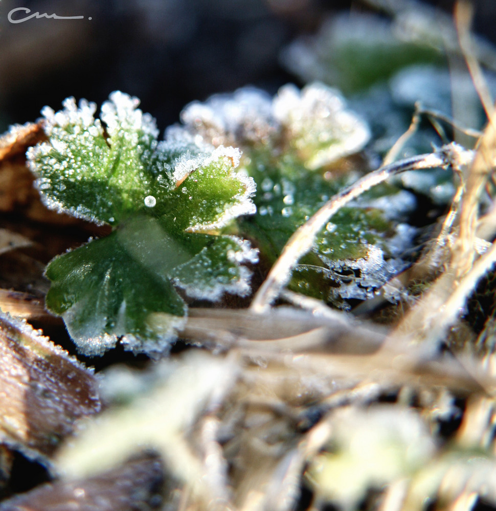 -bald kommt der Frühling-