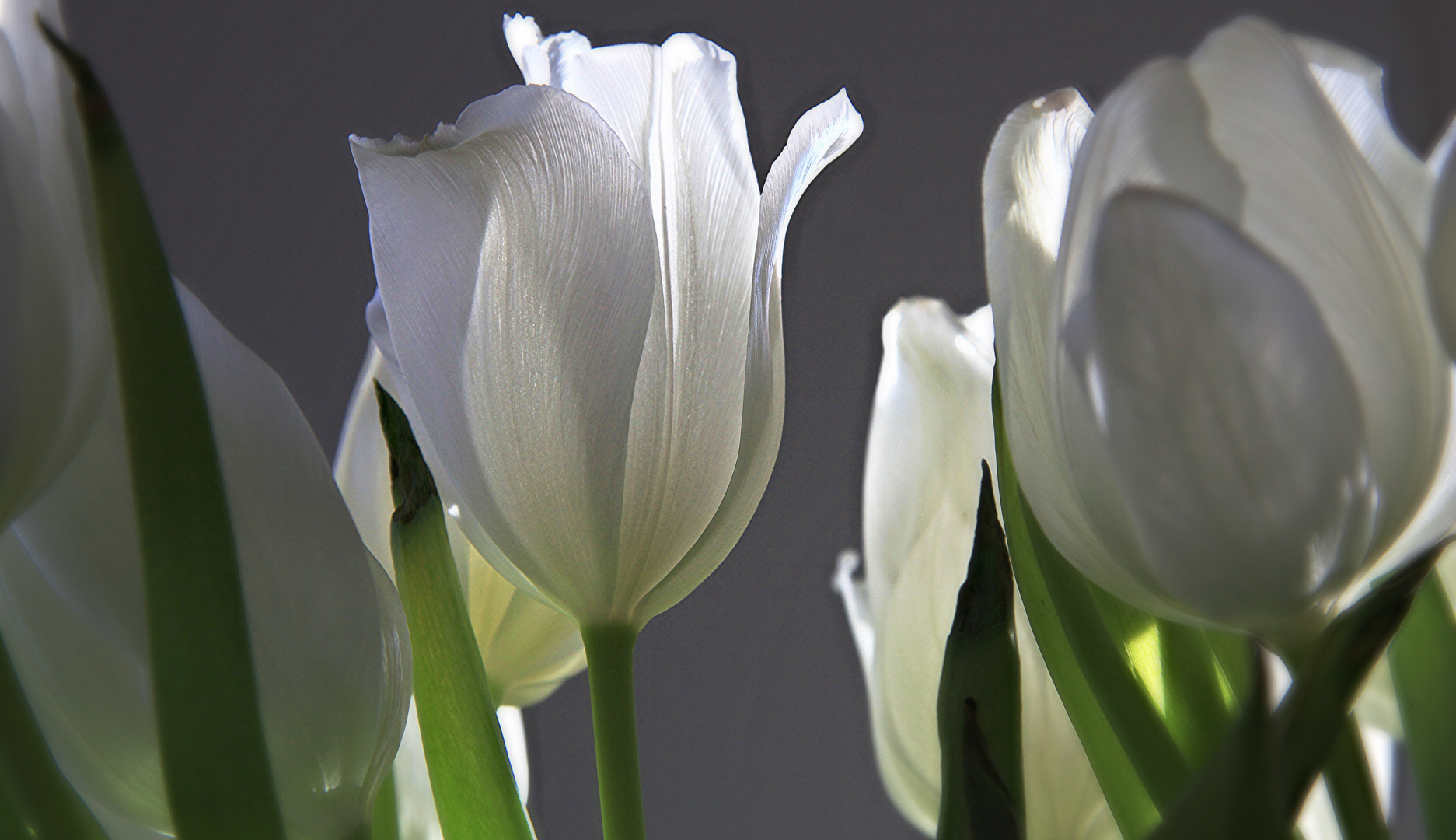 Bald kommt der Frühling