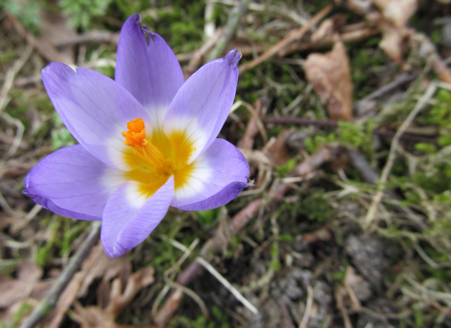 Bald kommt der Frühling 