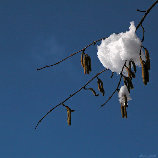 Bald kommt der Frühling . . .