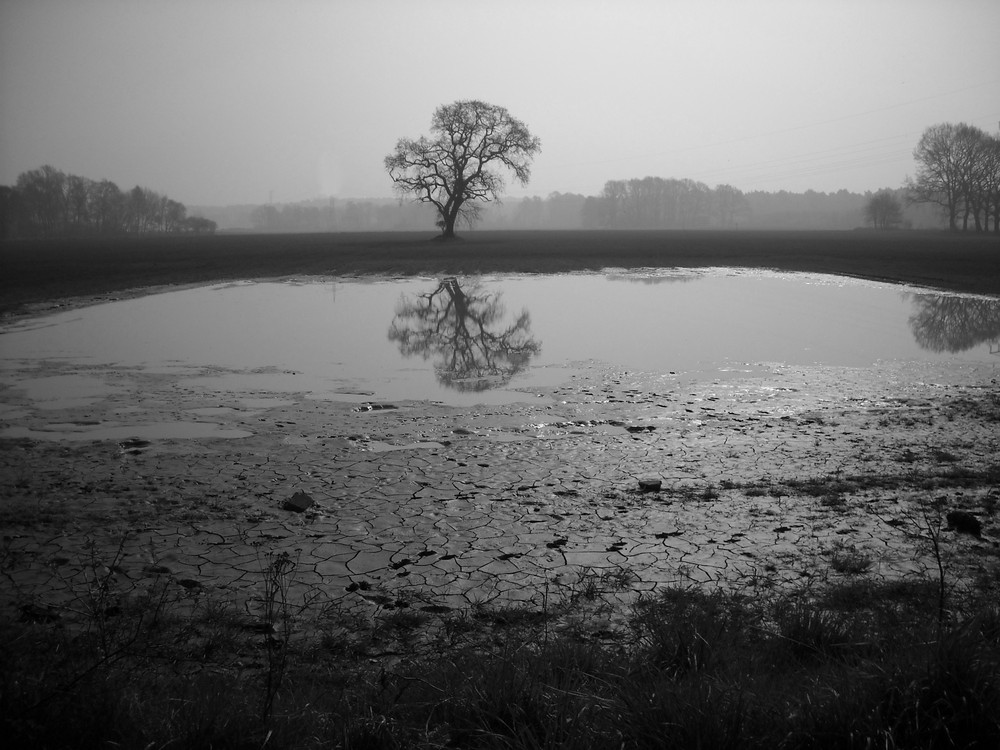 Bald kommt der Frühling...ein Baum ohne Blätter