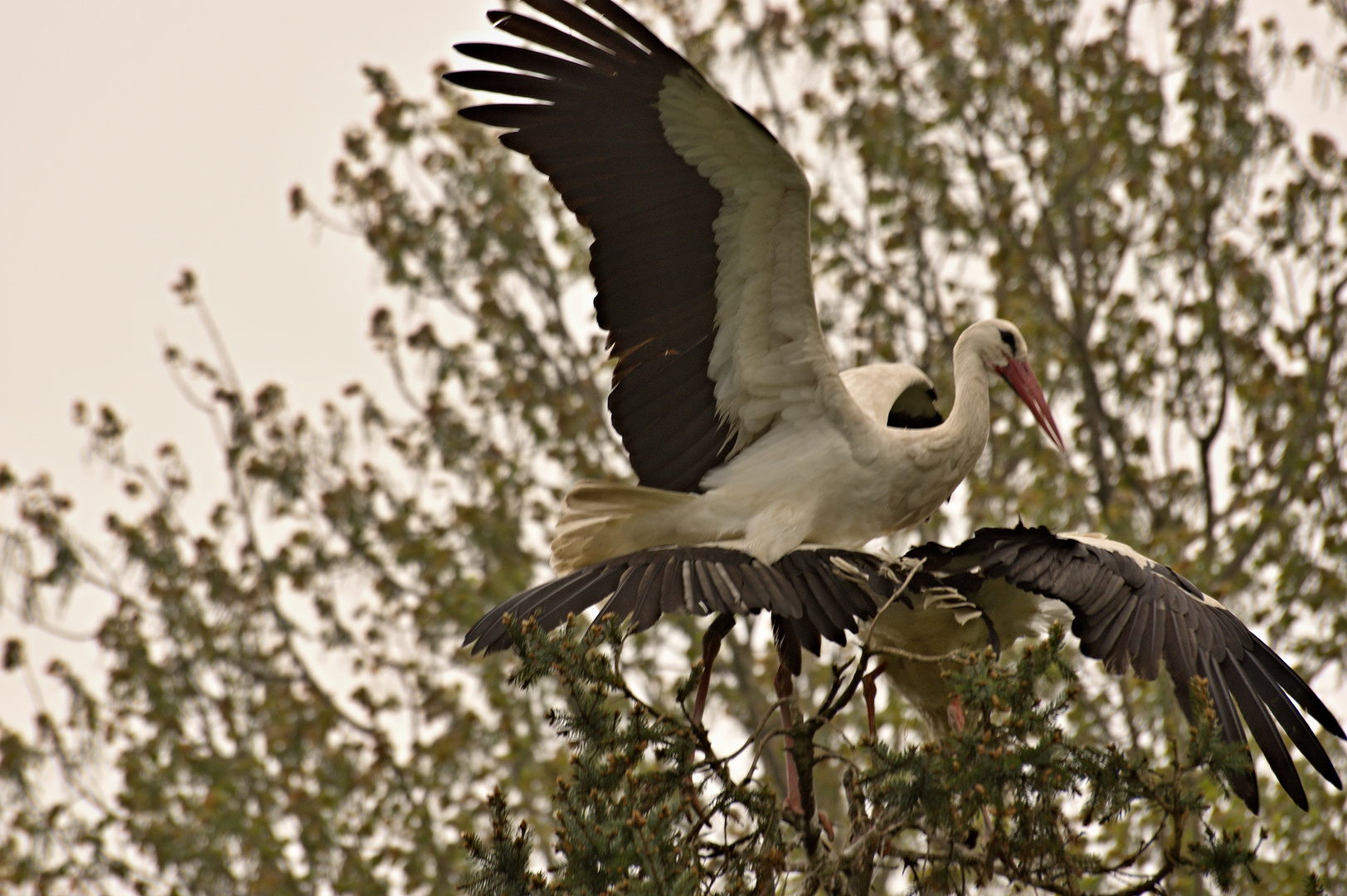 Bald kommt der Klapperstorch zu den Störchen