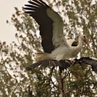 Bald kommt der Klapperstorch zu den Störchen