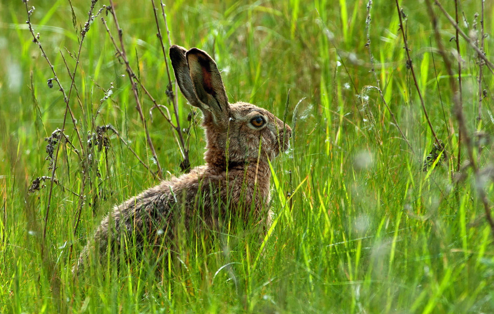 Bald kommt der Osterhase :-))