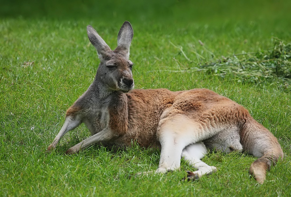 Bald Kommt Der Osterhase Foto Bild Tiere Zoo Wildpark