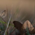 ...bald kommt der Winter