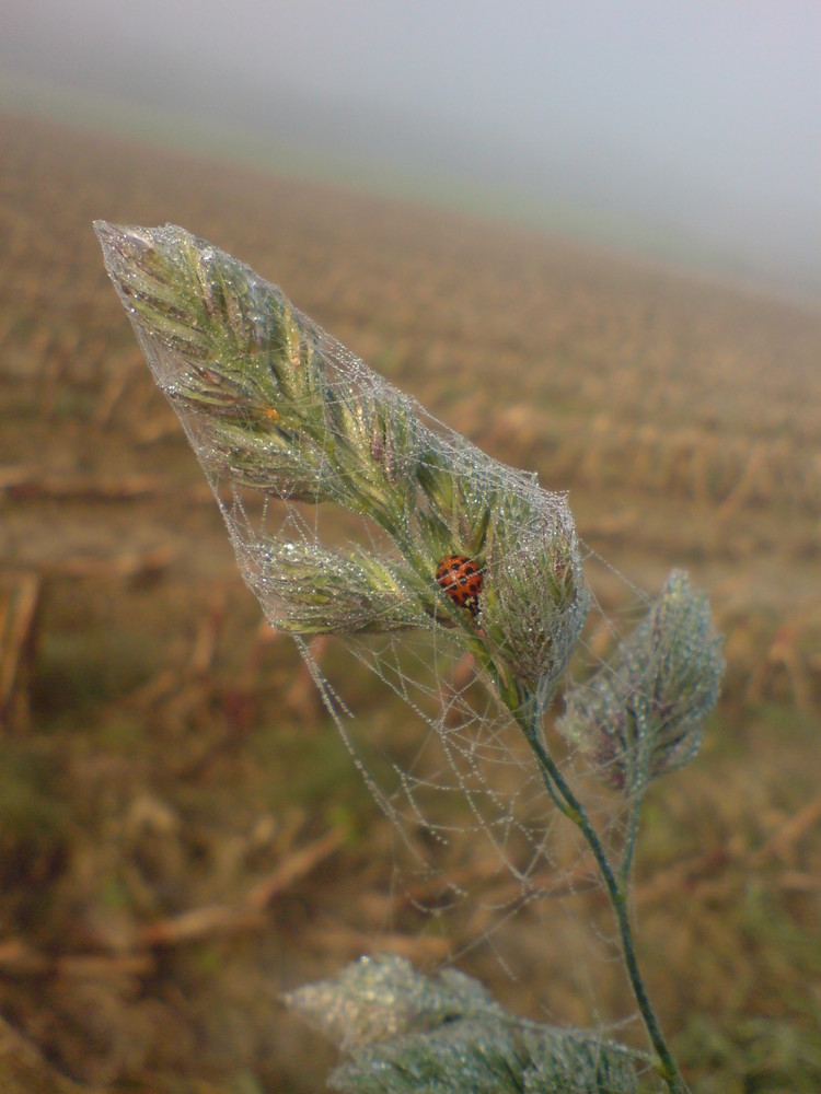 Bald kommt der Winter