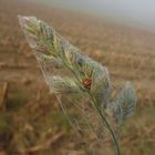 Bald kommt der Winter