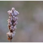 bald kommt die Farbe zurück