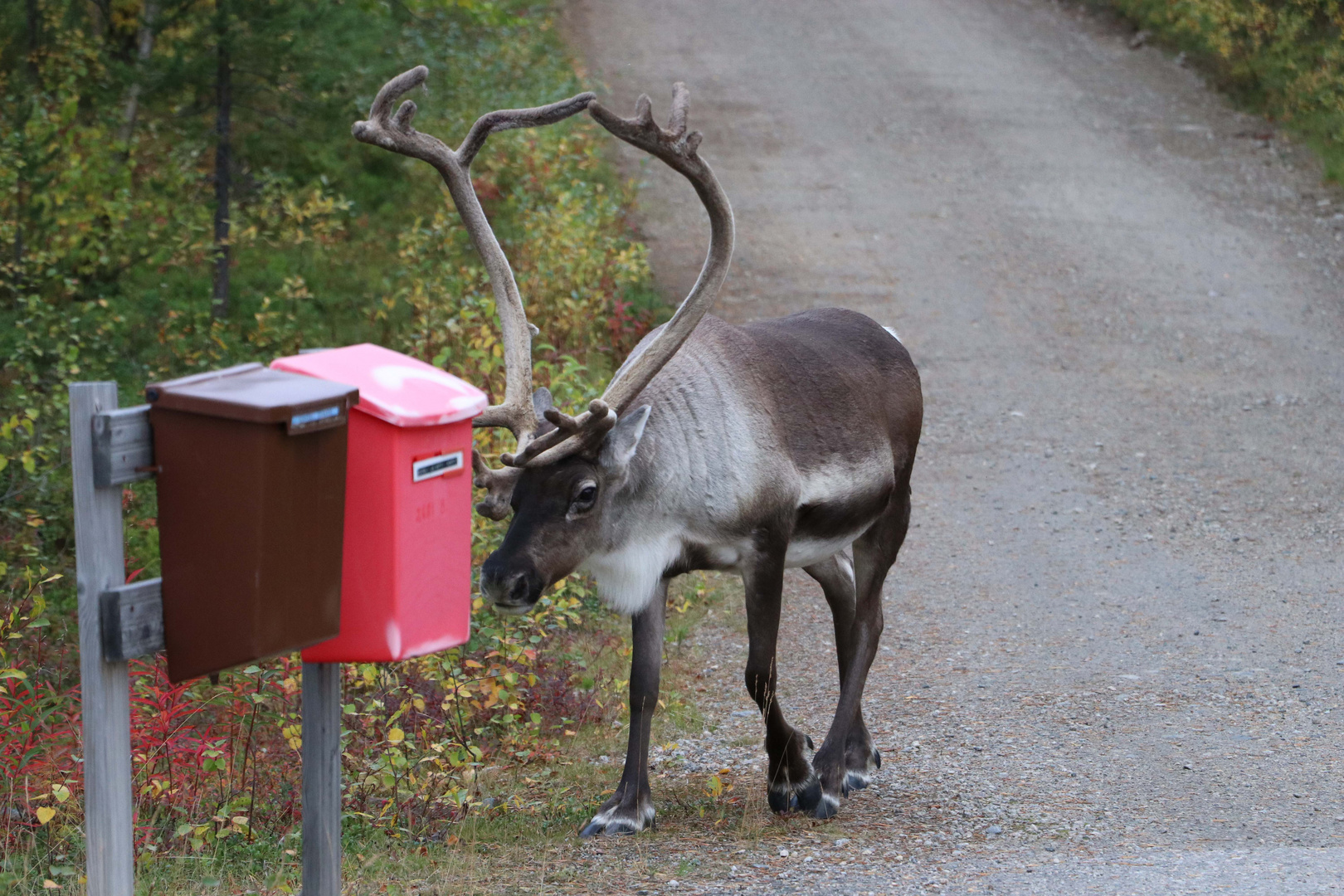 Bald kommt die Weihnachtspost...