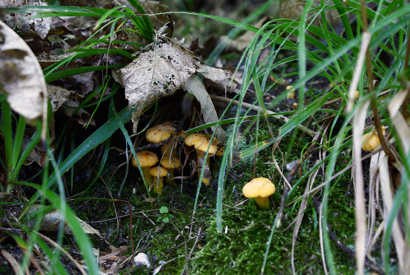 Bald kommt die Zeit der Pilze wieder