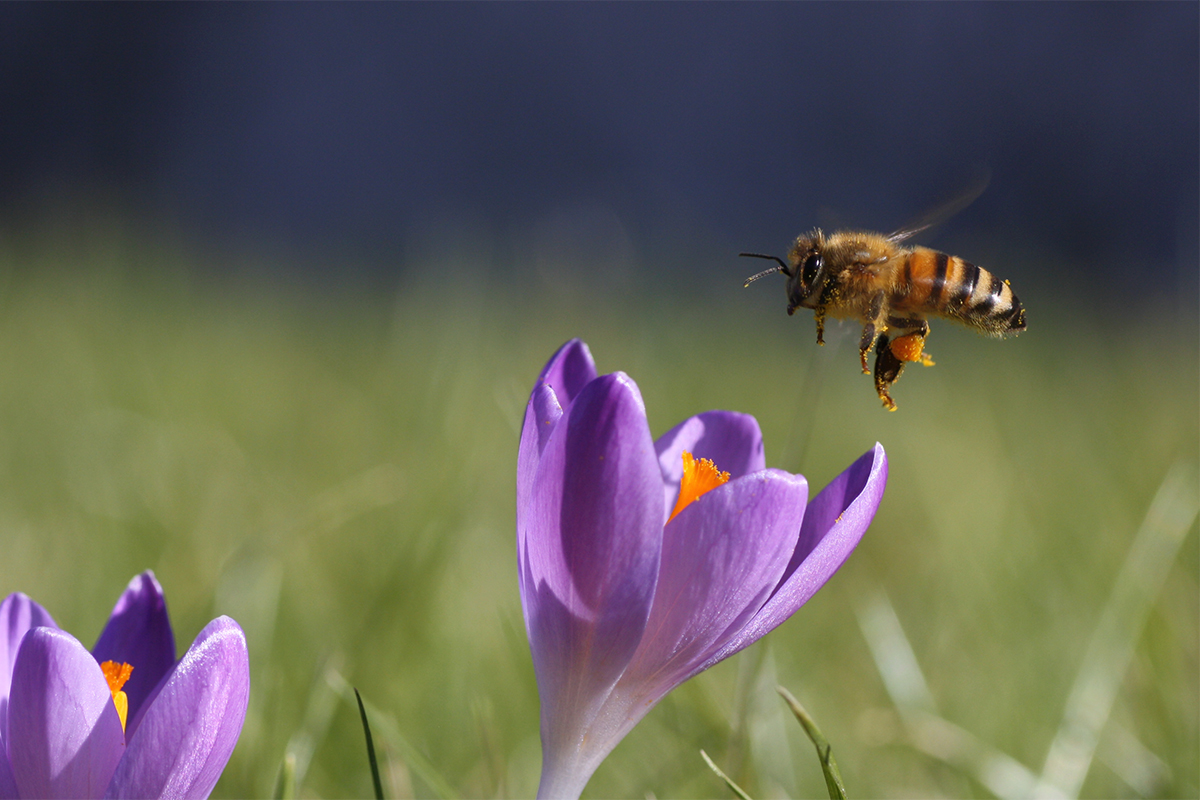 Bald kommt er, der Frühling.