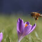 Bald kommt er, der Frühling.