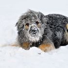 Bald kommt er Schnee zurueck...