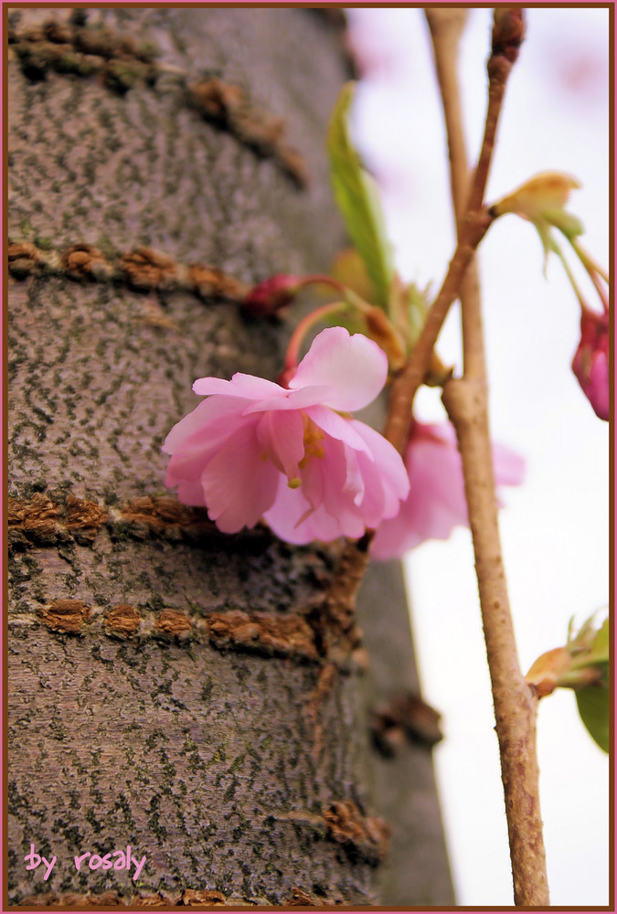 bald kommt wieder die schöne Jahreszeit der FRÜHLING